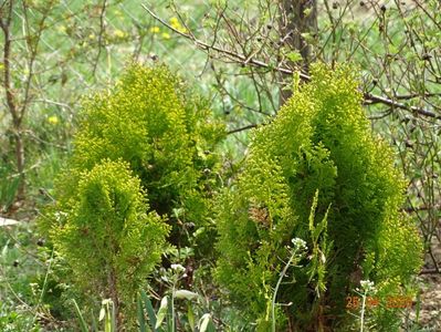 thuja Aurea Nana