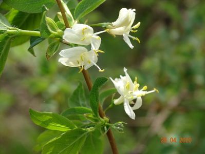 lonicera fragrantissima