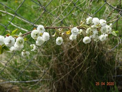 spiraea prunifolia Plena