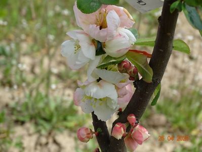 chaenomeles Toyo Nishiki