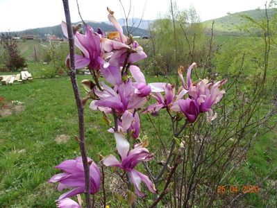 magnolia Leonard Messel