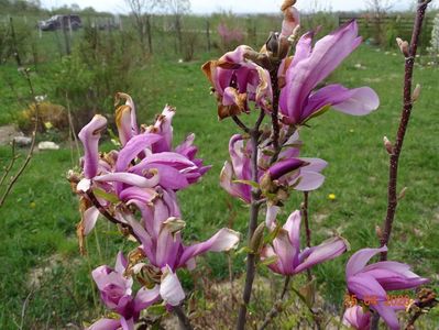 magnolia Leonard Messel