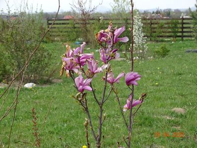 magnolia Leonard Messel