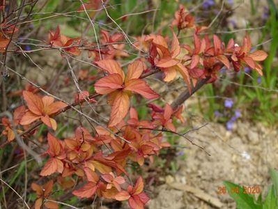 spiraea Firelight