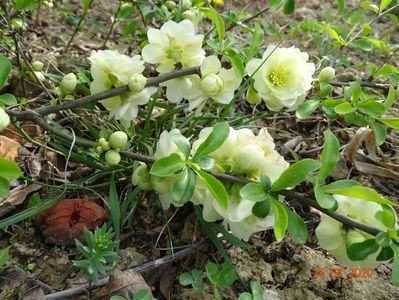 chaenomeles Yukigoten