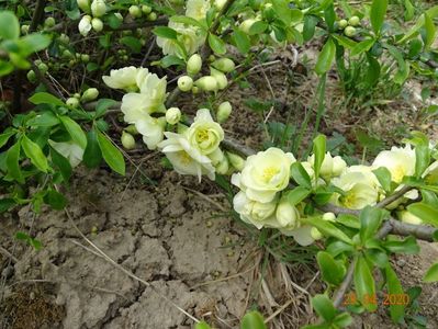 chaenomeles Yukigoten