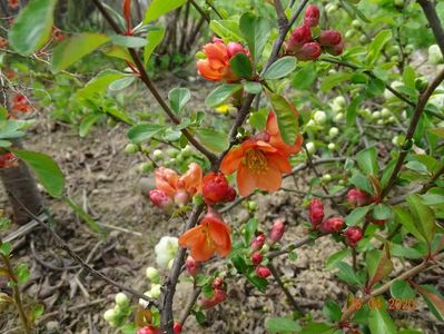 chaenomeles Clementine