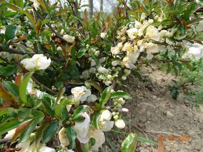 chaenomeles Nivalis