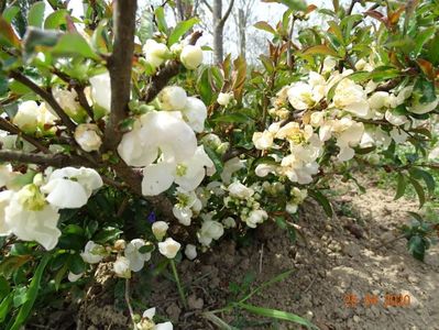 chaenomeles Nivalis