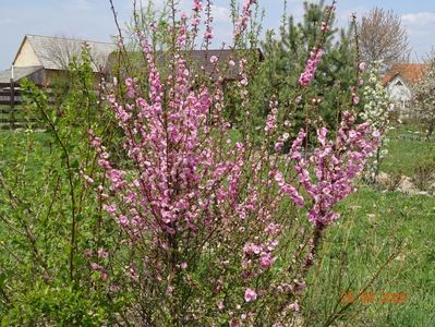 prunus triloba