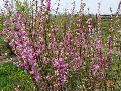 prunus triloba