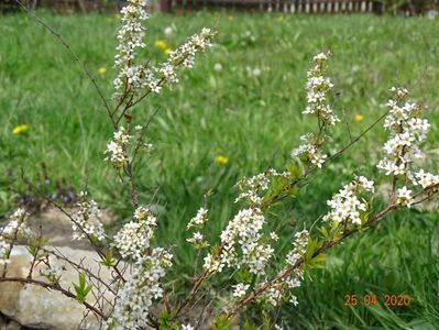 spiraea thunbergii Ogon