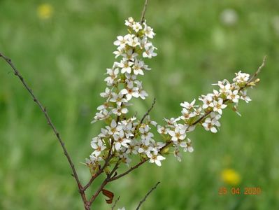 spiraea thunbergii Ogon