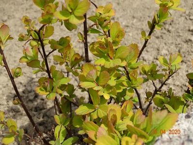 spiraea betulifolia Tor Gold