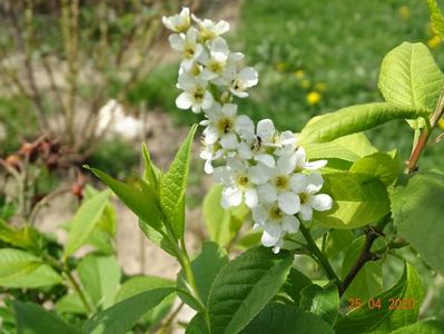 prunus padus