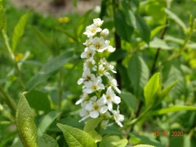 prunus padus