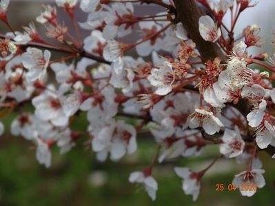 prunus cerasifera Trailblazer