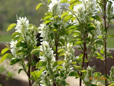 amelanchier Obelisk