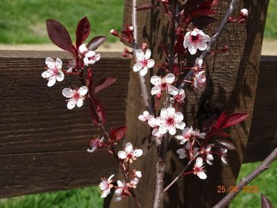 prunus cistena