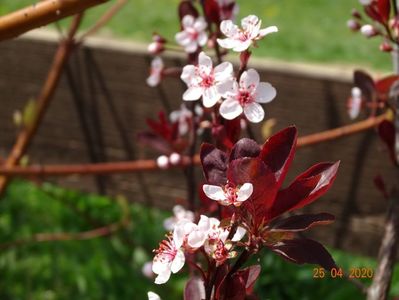 prunus cistena