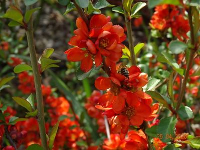 chaenomeles Fire dance