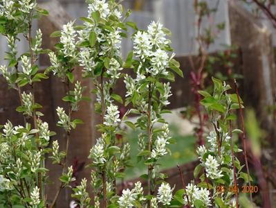 amelanchier Obelisk