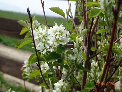 amelanchier Obelisk