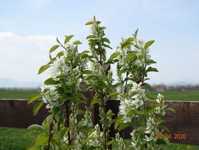 amelanchier Obelisk