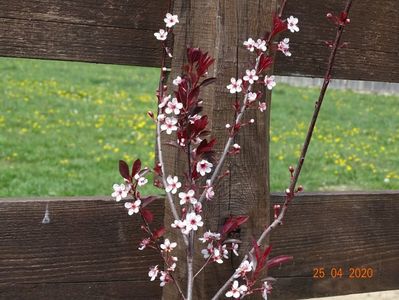 prunus cistena