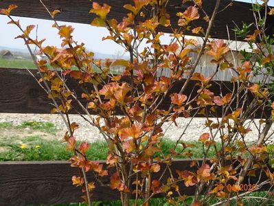 physocarpus Amber Jubilee