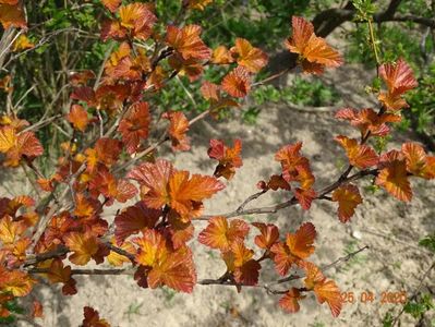 physocarpus Amber Jubilee