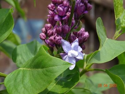 syringa Nadezhda