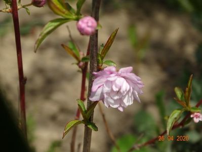 prunus gland. Rosea Plena