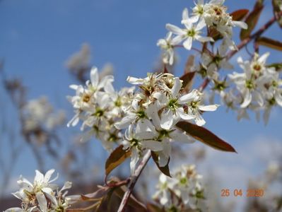 amelanchier lamarckii