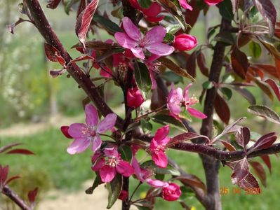 malus floribunda