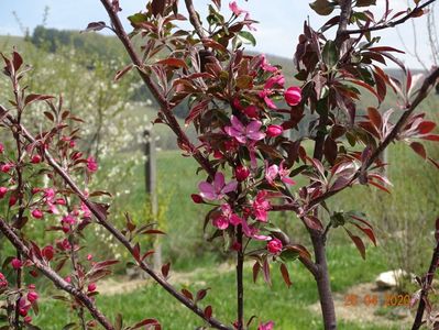 malus floribunda