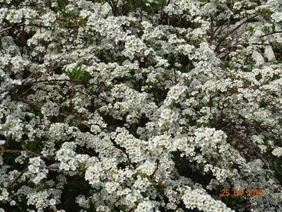 spiraea Grefsheim