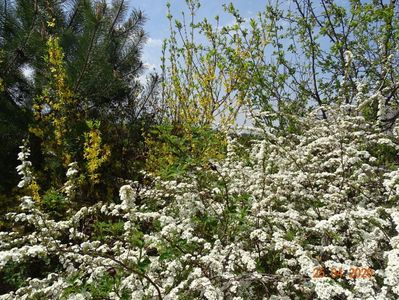 spiraea Grefsheim