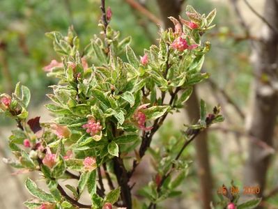 spiraea Pink Ice cu bobocei roz