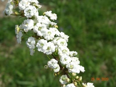 spiraea prunifolia Plena