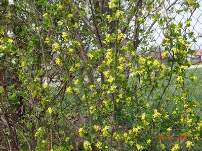 ribes aureum