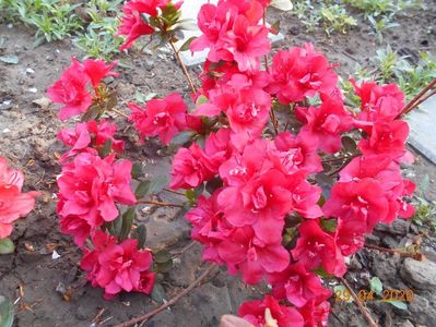 Azalea Florida