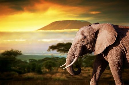 Elephant_Animals_8000x5334