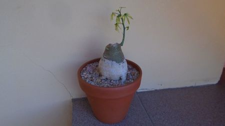 Adenia glauca, inceput de vegetatie