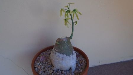 Adenia glauca, inceput de vegetatie