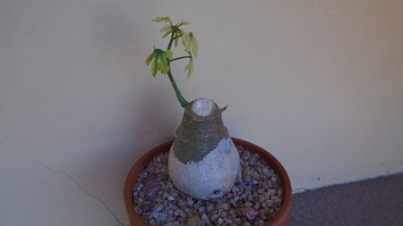 Adenia glauca, inceput de vegetatie