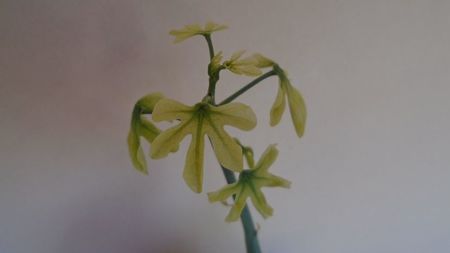 Adenia glauca, inceput de vegetatie