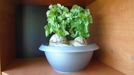 Dioscorea elephantipes, 2 ex.