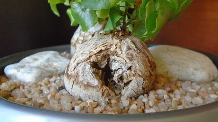 Dioscorea elephantipes, detalii