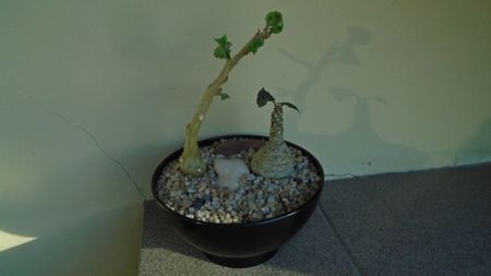 Dorstenia foetida & Dorstenia hildebrandtii; replantate in 26 apr. 2020
